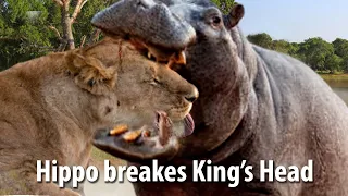 Unbelievable Movement! Angry Hippo crushes Lion Head