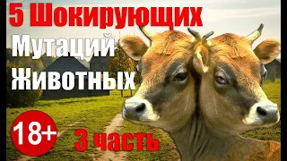 5 Шокирующих Мутаций Животных 3 часть