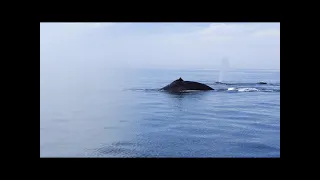 Whale-watching on Fundy, Nova Scotia, July 2021