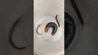 Centipedes and Caterpillar V312