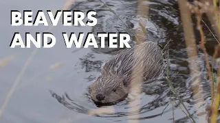 Beavers and Water