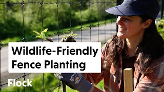 Planting A WILDLIFE-FRIENDLY PRIVACY Fence — Ep. 251