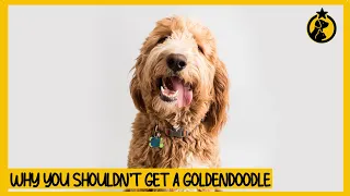 5 Reasons Why You Shouldn’t Get a Goldendoodle