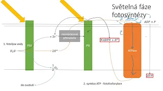 Fotosyntéza IV -  primární fáze