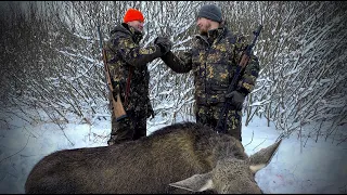 Охота на копытных / готовим и выпиваем на кровях / загонная / лось / олень / кабан