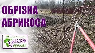 Обрізка абрикоса чашею