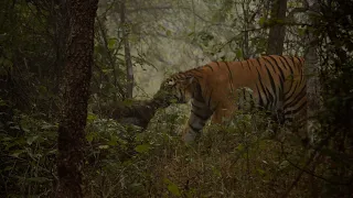 Tiger#attack#to#sambar.(Satpura#tiger#reserve)