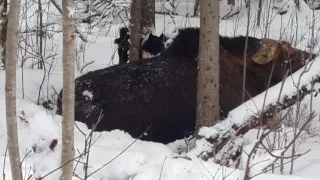 Охота на лося с Русско- европейской лайкой.