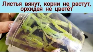 От ЭТОГО орхидеи не ЦВЕТУТ, вянут листья, корни НЕ растут.