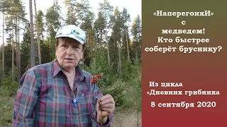 "НаперегонкИ" с медведем. Кто быстрее соберёт бруснику? Дневник грибника 8 сентября 2020 года