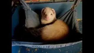 Хорек храпит , Тхір хропить , ferret snores