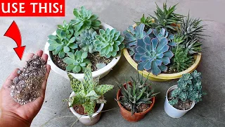 BEST Soil Mix for Succulents To SAVE Them from DYING