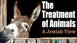 THE TREATMENT OF ANIMALS: A Jewish View - with Rabbi Michael Skobac - Jews for Judaism