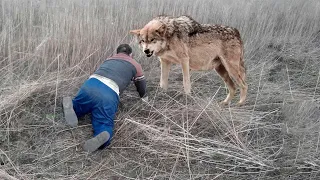 Волк не оставил выродку шансов на спасение, отомстив за девушку сполна