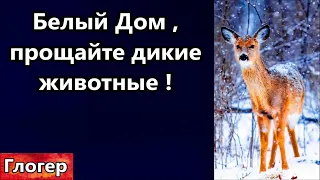 Прощайте дикие животные ! США - ложь смерть кошек , нелегалы , опять марихуана , оплатил протест !