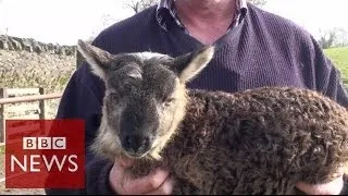 What do you get when you cross sheep & goat ? BBC News