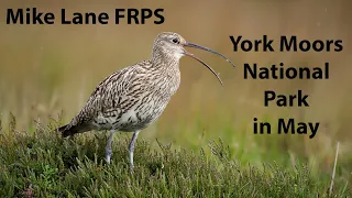 North York Moors NP Bird Photography