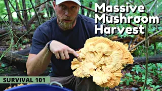Massive Harvest of Chicken of the Woods: How to Identify Mushrooms, 1 Year of Mushrooms