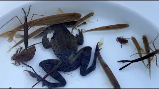 Ranatra chinensis fish frog water kamikiri yago in a puddle covered with ice in the middle of winter