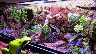 Building A Forest Enclosure For Poison Dart Frogs (Custom Build)