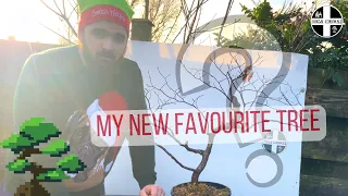 My Best Collected Material - Yamadori Beech Bonsai + Happy New Year! 🥳🎉