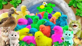 Menangkap Ayam lucu, Ayam warna warni, Ayam rainbow, Bebek, Angsa, kucing, Ikan, Ikan Cupang
