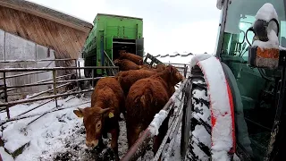 Sprzedaż byczków Limousine!