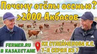 Казахская белоголовая или Герефорд? Экономика осеннего отёла. Верблюды в КХ Сулейменова К.С.