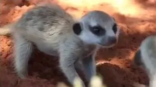 Cute Meerkat Pups Hide in African Desert | BBC Studios