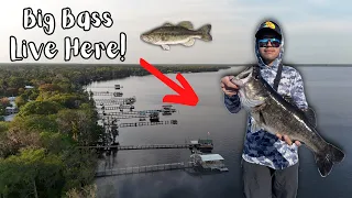 BASS FISHING the St Johns River, one of FLORIDA'S best fisheries! (Shad Spawn)