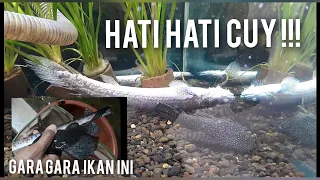 IKAN SYNODONTIS BIGSIZE MEMBAWA MALAPETAKA DI MINICOMETANK AQUARIUM