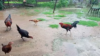 Sinundo ko cla Jhoan sa Tapon para umuwi na dito sa bukid kasi walang pasok ang mga bata,tinolang 🐓🐔