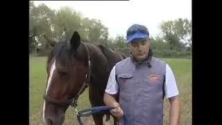 Sugar Rey Il riposo del guerriero (Paolo Romanelli) da "Canter"