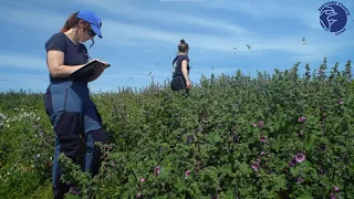 Comment Bretagne Vivante protège-t-elle les oiseaux marins du Morbihan ?