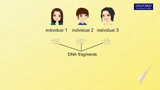 Animation E4, 1.6 DNA fingerprinting