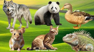 Happy Animal Moment Around Us: Panda, Gecko, Wolf, Duck, Iguana, Mouse and Cat - Cute Little Animals