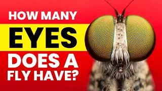 How Many Eyes Does a Fly Have?