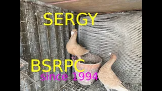 SERGY BSRPC