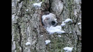 エゾモモンガⅡ（Ezo flying squirrel）