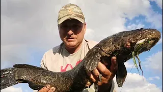 охота на змея. Snakehead hunting Часть 3)Трофейный змееголов.