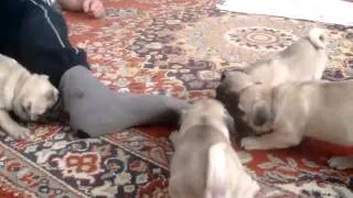 Мопсы атакуют 5 pugs