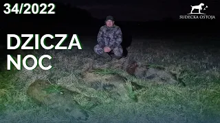 SUDECKA OSTOJA 34/2022 Polowanie na dziki wild boar hunting Wildschweinjagd chasse au sanglier