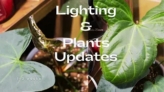 Plant and Lighting Updates