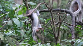 BABY MONKEY FALLS FROM BRANCH (SAD)