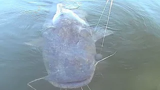 Huge Flathead Catfish Came Back for More