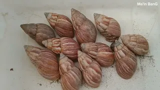 menemukan kelomang besar 😱, mencari dan menemukan kelomang kecil, Umang kecil, hermit crab