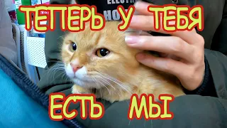 ВЗЯЛИ КОТЁНКА из ПРИЮТА приют для бездомных животных ВЕТЕРИНАРНАЯ КЛИНИКА реакция кошки на котенка