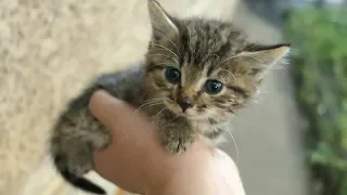 Little kittens with mom