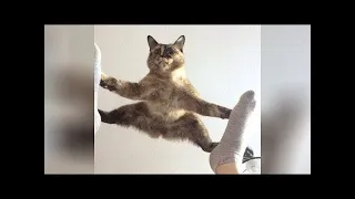 It's TIME for SUPER LAUGH! - Best FUNNY CAT videos