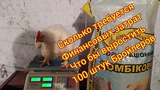 Сколько нужно корма и финансовых затрат на 100 штук кур бройлеров